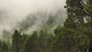 Превью обои лес, деревья, туман, облака, скалы