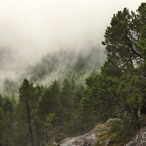 Превью обои лес, деревья, туман, облака, скалы