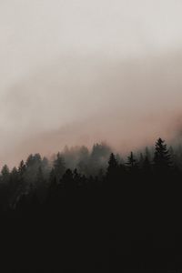 Превью обои лес, деревья, туман, склон, природа