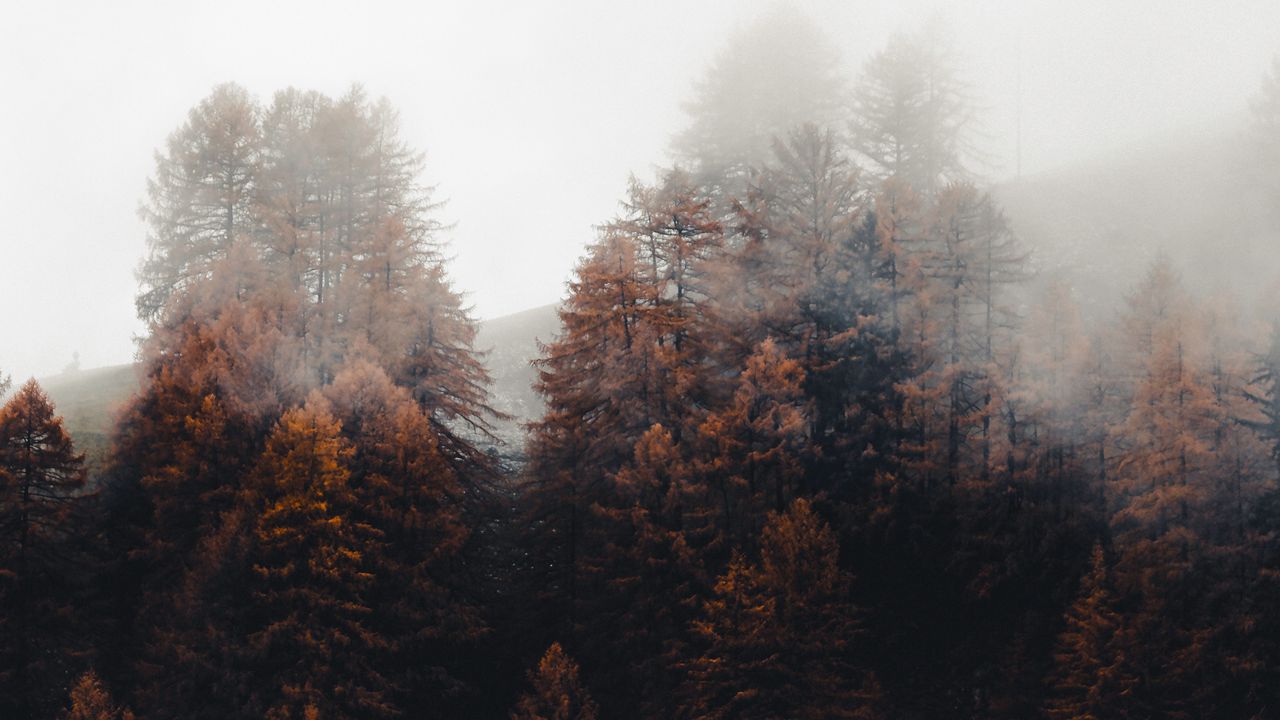 Обои лес, деревья, туман, осень, природа