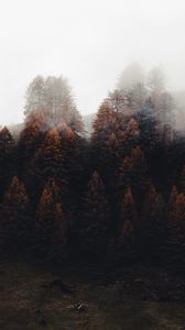 Превью обои лес, деревья, туман, осень, природа