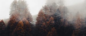 Превью обои лес, деревья, туман, осень, природа