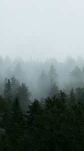 Превью обои лес, деревья, туман, природа, вид сверху