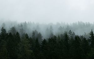 Превью обои лес, деревья, туман, природа, вид сверху