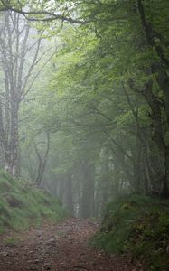 Превью обои лес, деревья, туман, мрачный