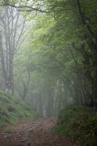 Превью обои лес, деревья, туман, мрачный