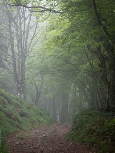 Превью обои лес, деревья, туман, мрачный
