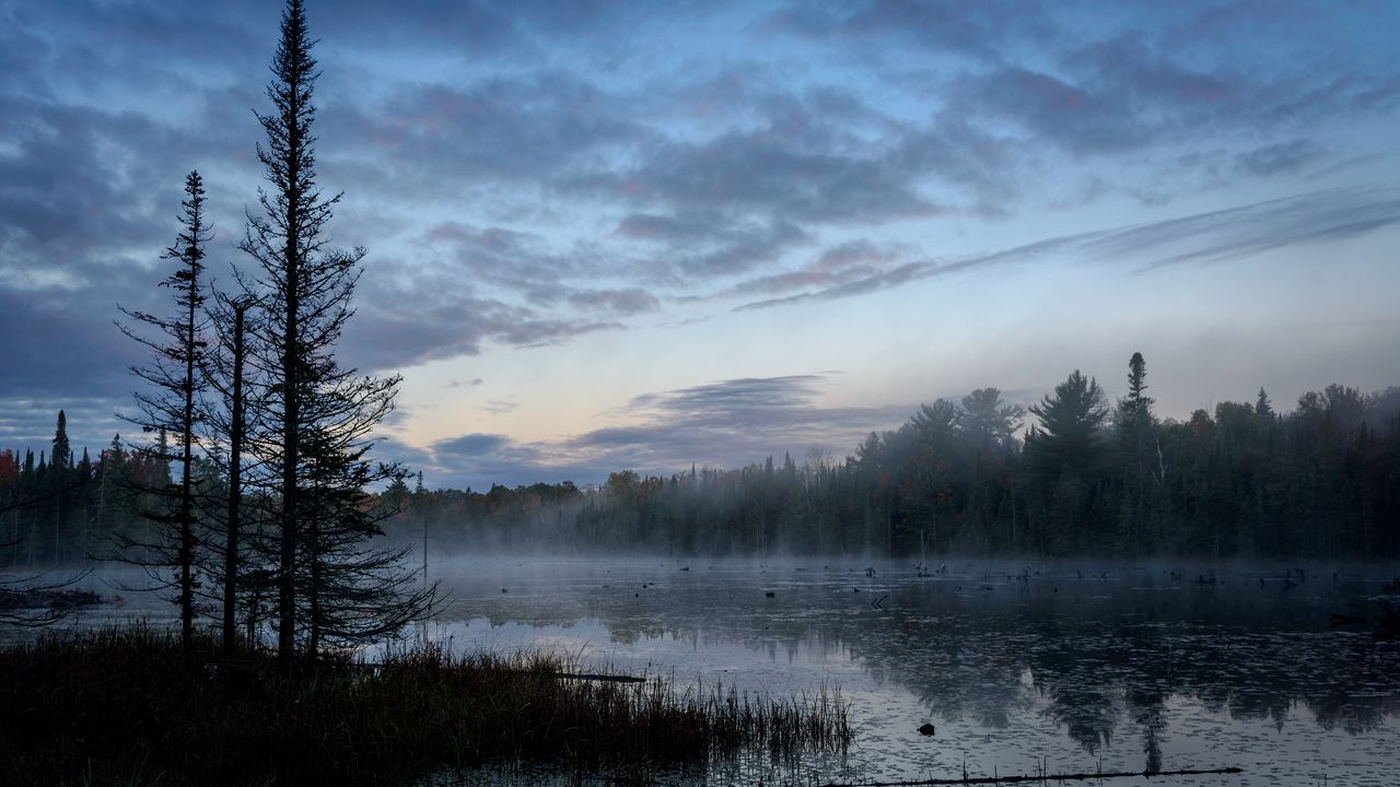 Обои лес, деревья, туман, озеро, природа, пейзаж