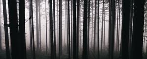 Превью обои лес, деревья, туман, мрак, природа