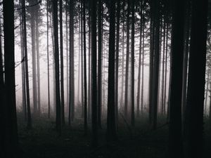 Превью обои лес, деревья, туман, мрак, природа