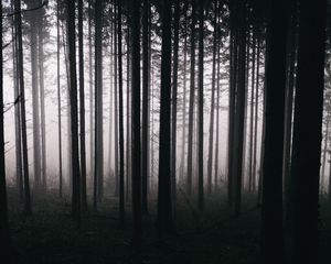 Превью обои лес, деревья, туман, мрак, природа