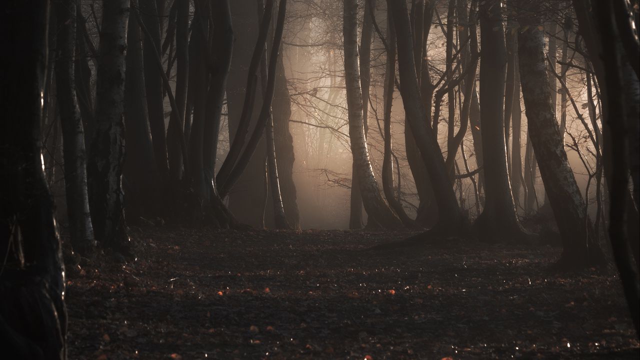 Обои лес, деревья, туман, осень, природа, мрачный