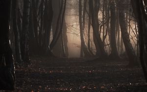 Превью обои лес, деревья, туман, осень, природа, мрачный