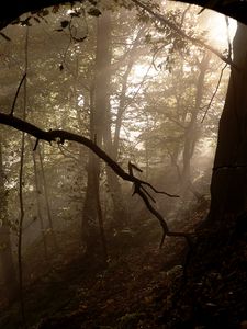 Превью обои лес, деревья, туман, свет, лучи, природа