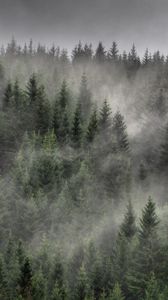 Превью обои лес, деревья, туман, пейзаж