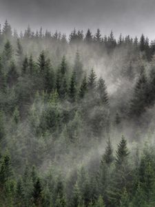Превью обои лес, деревья, туман, пейзаж