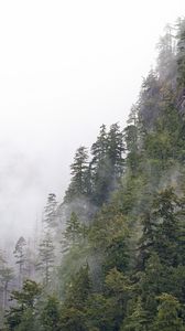 Превью обои лес, деревья, туман, верхушки, гора