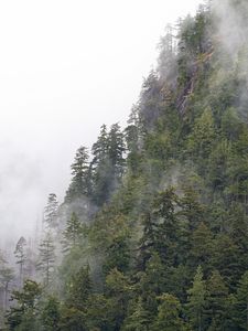 Превью обои лес, деревья, туман, верхушки, гора