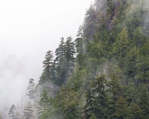 Превью обои лес, деревья, туман, верхушки, гора