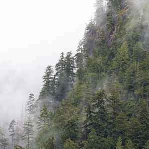 Превью обои лес, деревья, туман, верхушки, гора