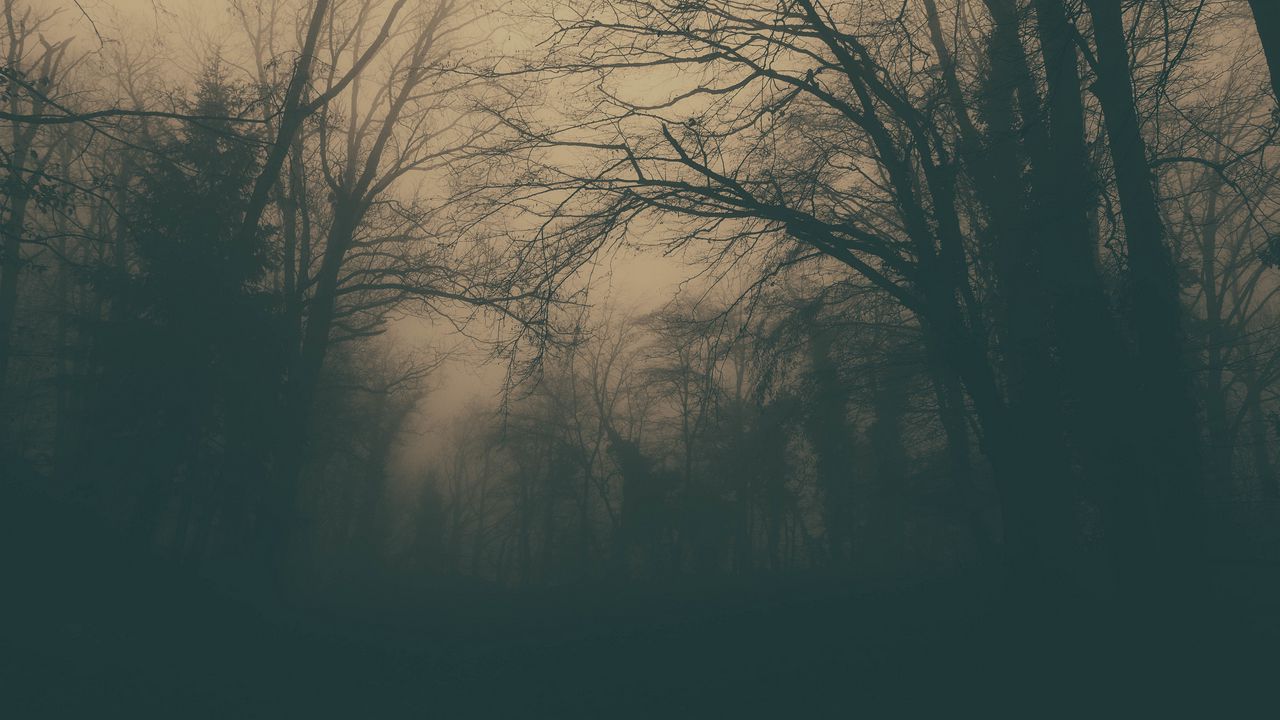 Обои лес, деревья, туман, темный, мрак