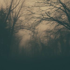 Превью обои лес, деревья, туман, темный, мрак