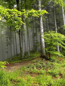 Превью обои лес, деревья, туман, мгла, опушка