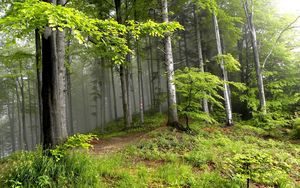 Превью обои лес, деревья, туман, мгла, опушка