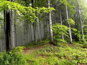 Превью обои лес, деревья, туман, мгла, опушка