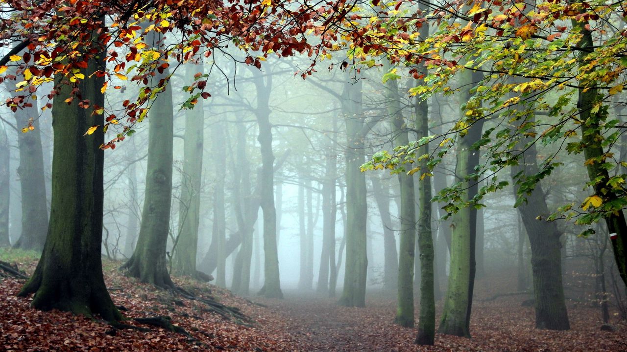 Обои лес, деревья, туман, тропа, прохлада, утро