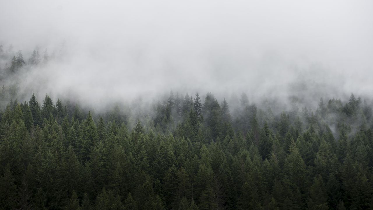 Обои лес, деревья, туман, пейзаж, природа