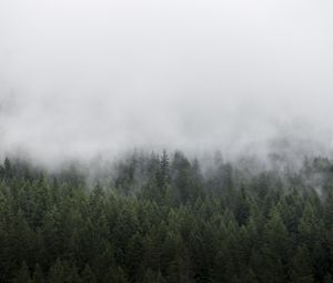 Превью обои лес, деревья, туман, пейзаж, природа