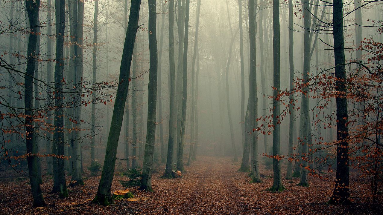 Обои лес, деревья, туман, листва, осень, прохлада