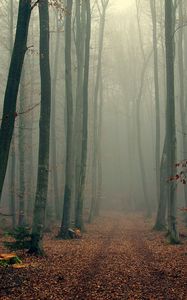 Превью обои лес, деревья, туман, листва, осень, прохлада