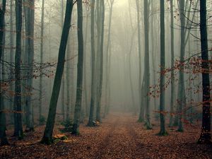 Превью обои лес, деревья, туман, листва, осень, прохлада