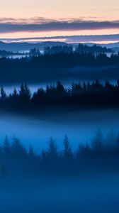 Превью обои лес, деревья, туман, вечер