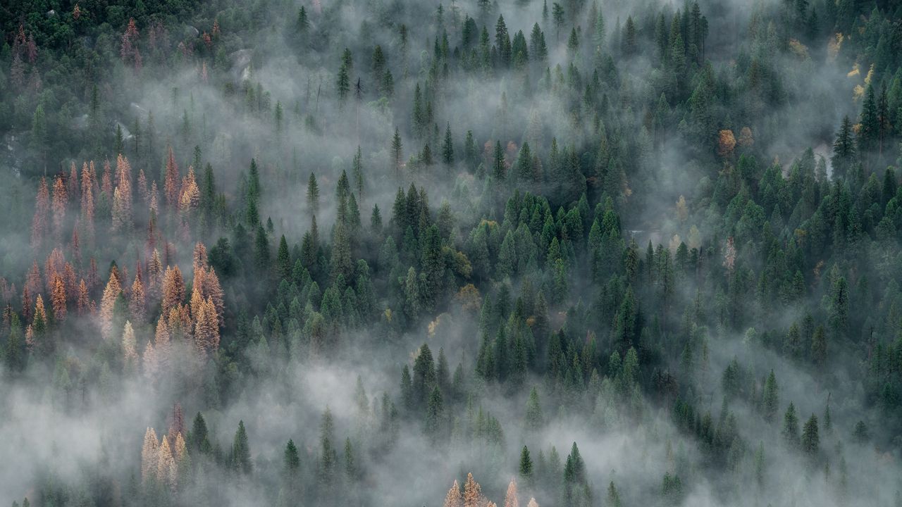 Обои лес, деревья, туман, вид сверху, природа