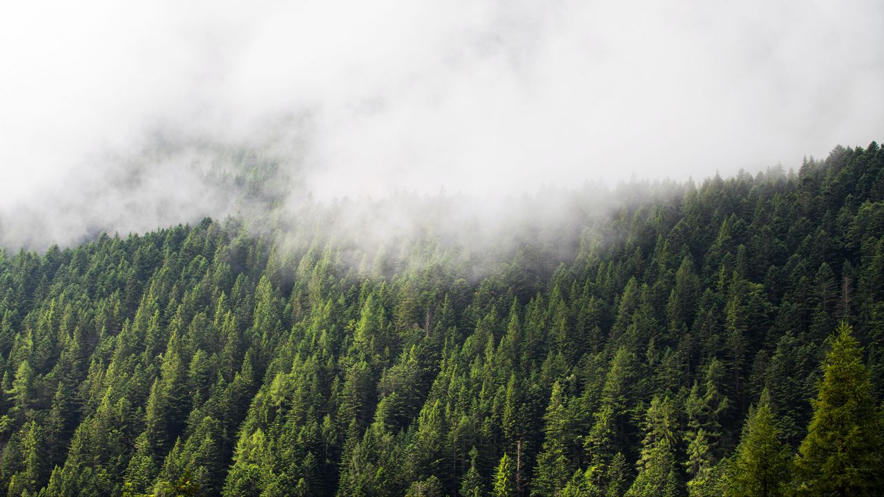 Обои лес, деревья, туман, облака, природа