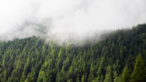 Превью обои лес, деревья, туман, облака, природа