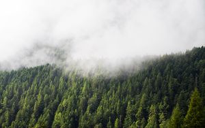 Превью обои лес, деревья, туман, облака, природа