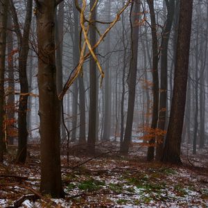 Превью обои лес, деревья, туман, весна