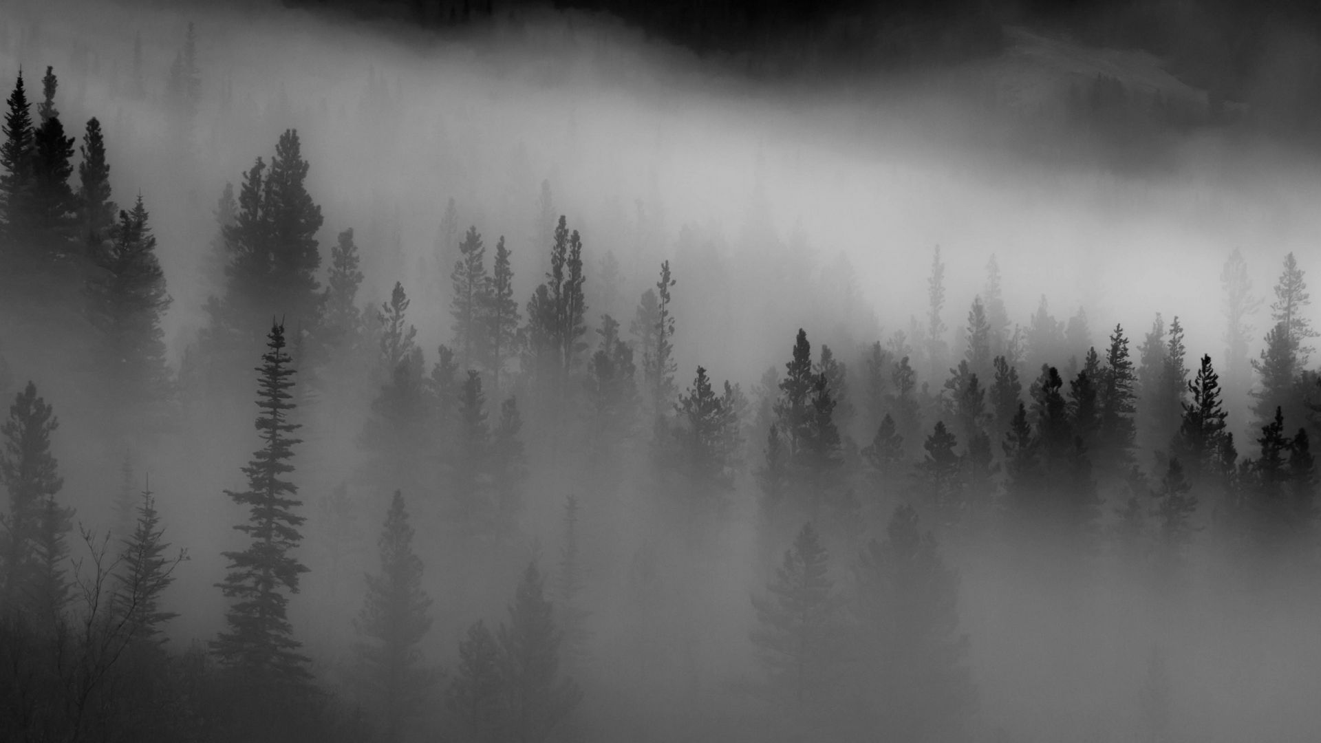 Скачать 1920x1080 лес, деревья, туман, темный обои, картинки full hd ...