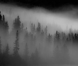Превью обои лес, деревья, туман, темный
