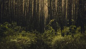 Превью обои лес, деревья, ветки, растительность, зеленый