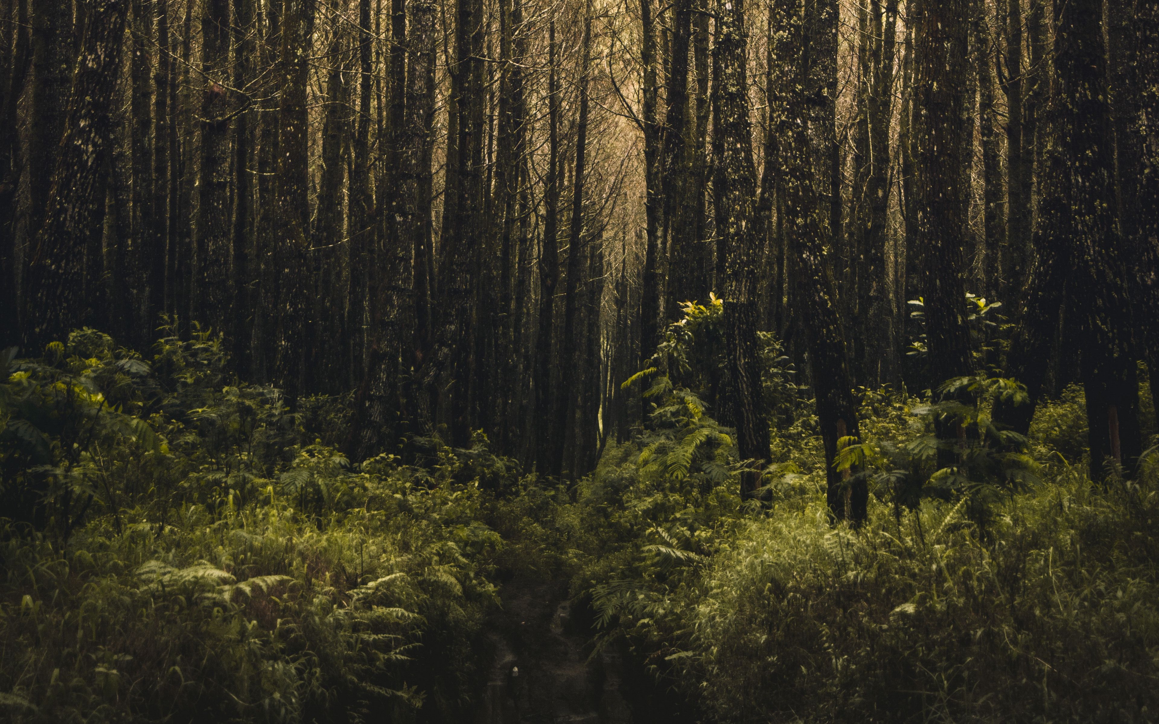 Дикий хвойный. Дарк Форест густой лес. Густой темный лес. Темный лес. Лес Лиственный темный.