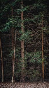 Превью обои лес, деревья, ветки, природа