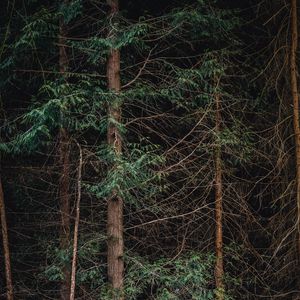 Превью обои лес, деревья, ветки, природа
