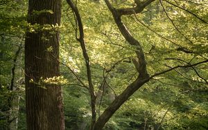 Превью обои лес, деревья, ветки, природа, пейзаж