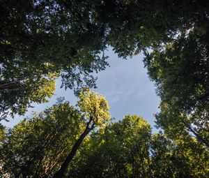 Превью обои лес, деревья, ветки, небо, вид снизу