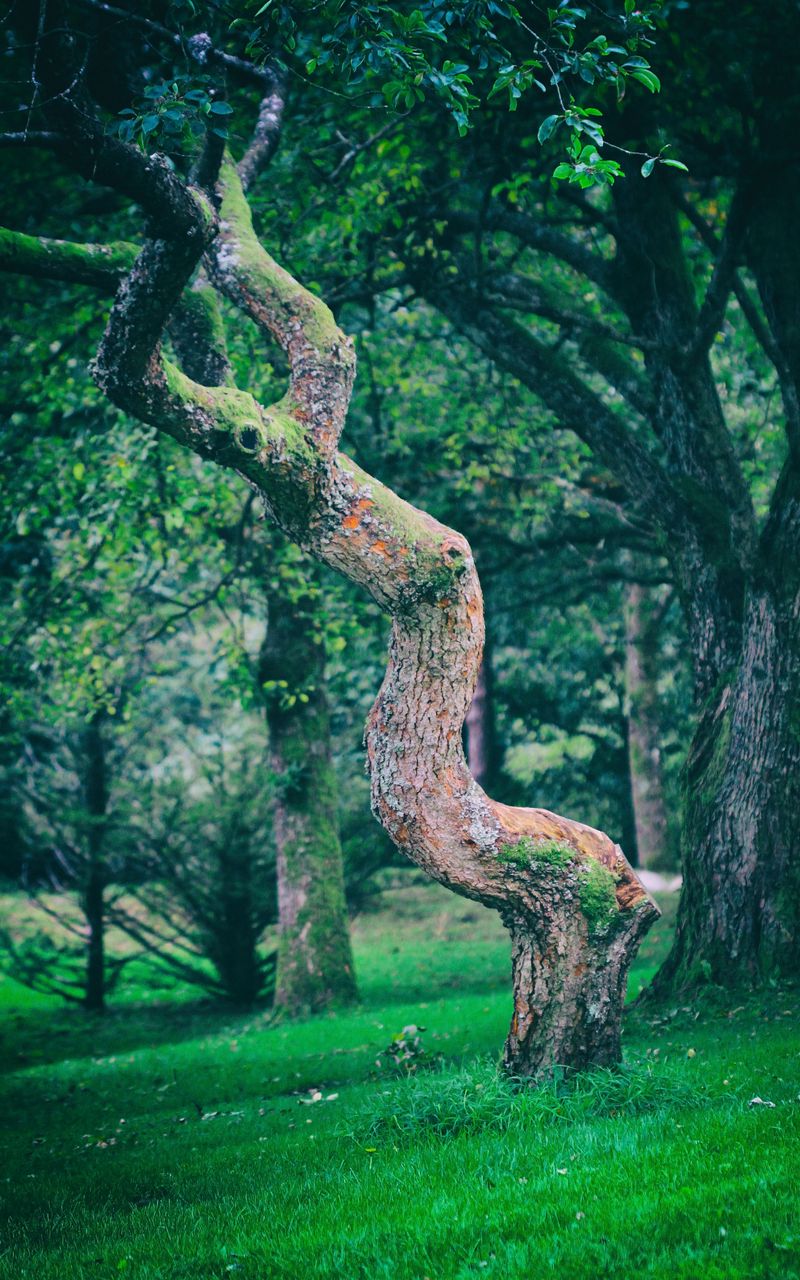 Dancing trees. Дерево с ветками вверх. Обои на телефон необычный лес.